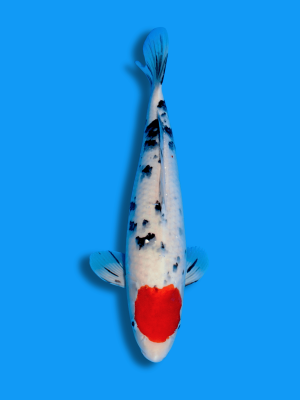 Tancho Sanke | Koi&Co.